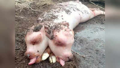 रूस में गाय ने जन्‍म दिया दो सिर वाला बछड़ा, सूअर के जैसा शरीर, हैरत में ग्रामीण