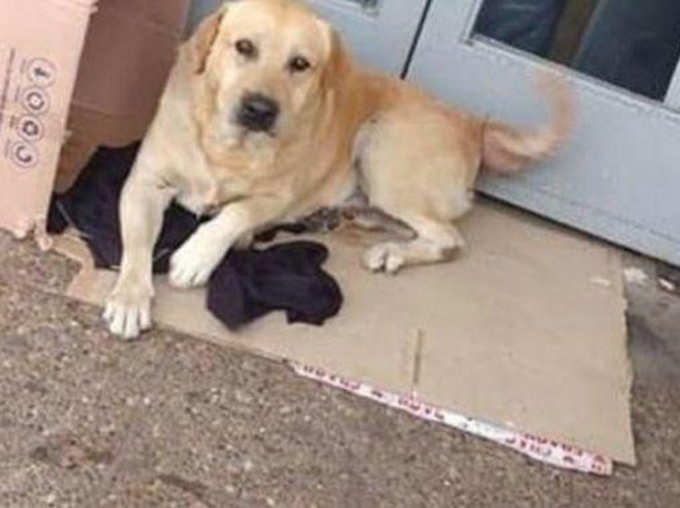 Owner Got Hit By Train, Loyal Dog Lay Next To His Body And Refused To Move