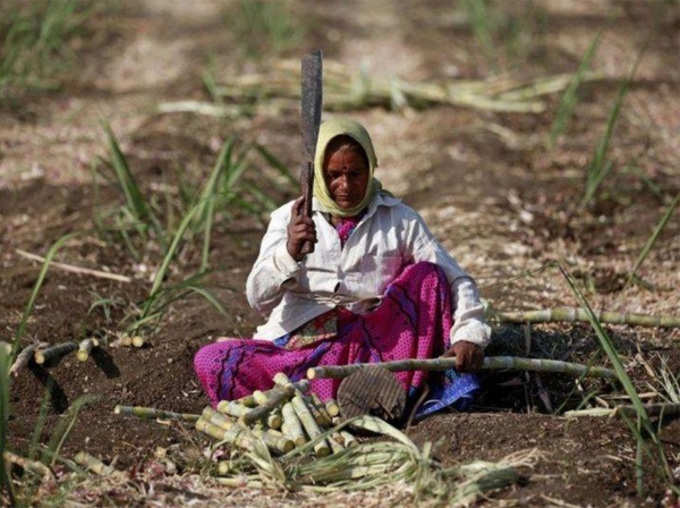 Maharashtra’s Beed district Women Are Forced To Remove Wombs To Get Work As Cane Cutters