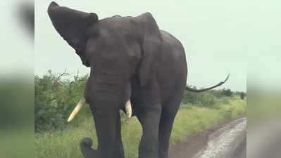 हाथी का विडियो शूट कर रहे थे टूरिस्ट, गुस्सा आया पड़ गया पीछे