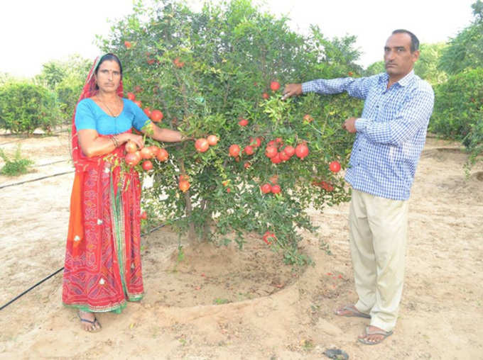 Farmer Santosh Devi Khedar Grow Apples And Pomegranates in Rajasthan, Earn 25 Lakhs Profit Every Year