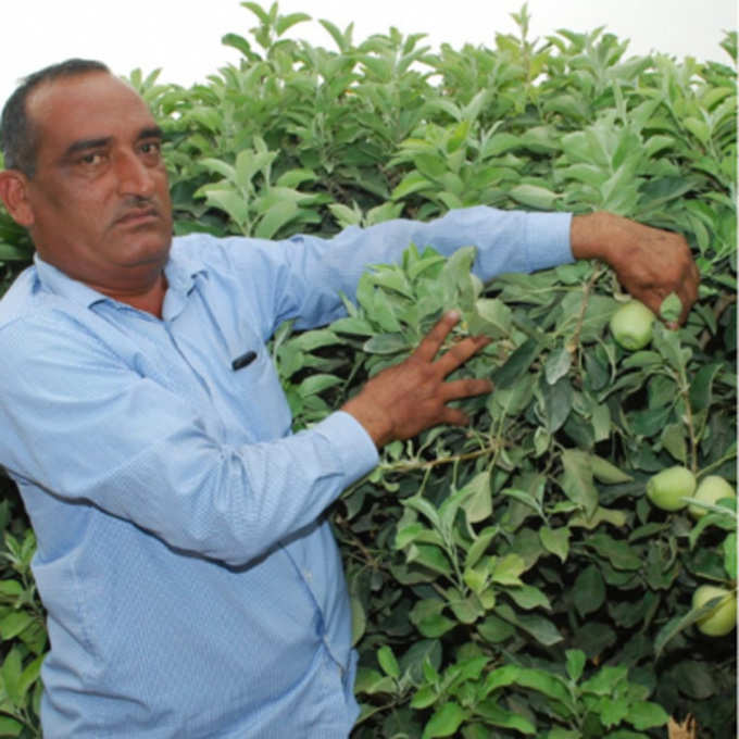 Farmer Santosh Devi Khedar Grow Apples And Pomegranates in Rajasthan, Earn 25 Lakhs Profit Every Year