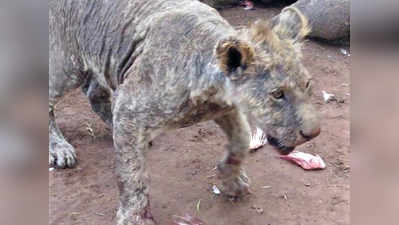 PICS: शेरों की इन दर्दनाक तस्वीरों को देखकर दुखता है दिल!