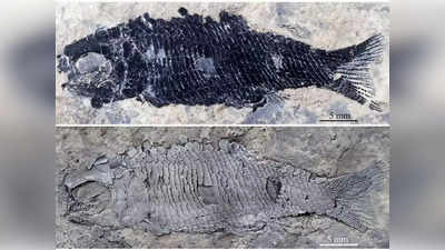 चीन में मिले मछली के 24 करोड़ साल पुराने जीवाश्म, एशिया में पहली बार मिला प्राचीन खजाना