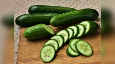 Cucumber Farming Business Idea: खीरे की खेती से होगी 10 लाख रुपये तक की कमाई, बस एक बात का रखना होगा ध्यान और जमकर बरसेगा पैसा!