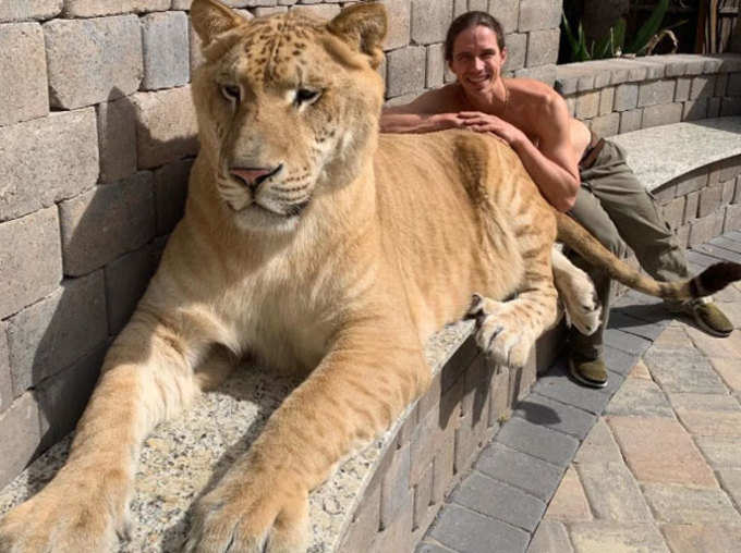 Ligers बोलते हैं इन्हें