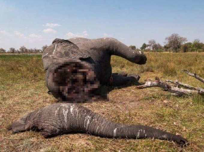 Barbaric Image Of Elephant With Trunk And Tusks Cut Off Goes Viral