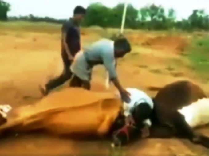 Watch Video of Telangana Farmer Crying After His Two Cows Died