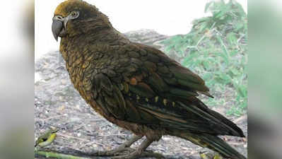 न्यूजीलैंड में मिला लाखों साल पुराना तोता, लंबाई औसत इंसान से आधी
