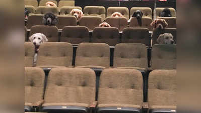 कुत्तों की इस तस्वीर पर इंटरनेट फिदा, कुर्सियों पर बैठकर देख रहे हैं नाटक!