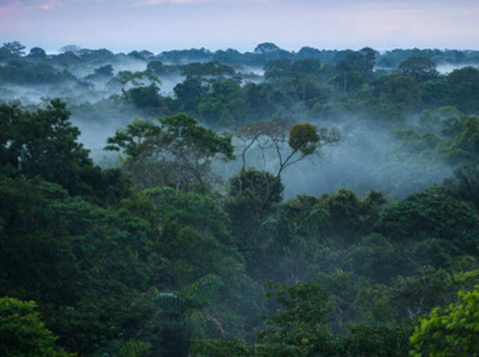 दुनिया का सबसे बड़ा वर्षा वन