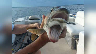 दो मुंह वाली मछली देखकर हर किसी का मुंह खुला रहा गया!