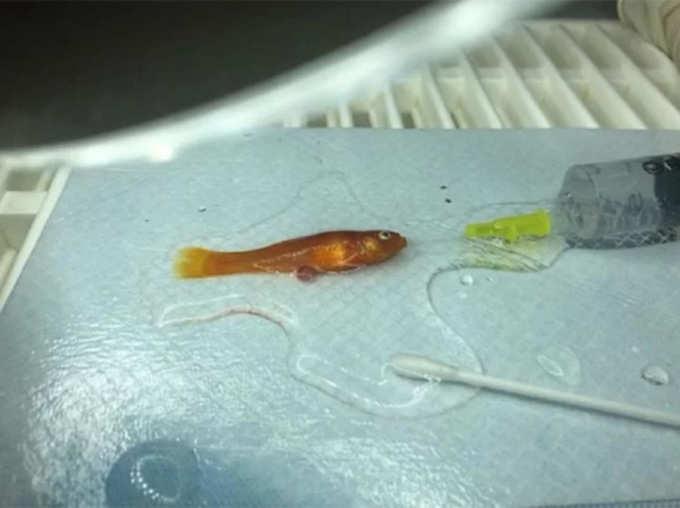 Vet Doctor Remove Tumour from Tiny 1 Gram Fish in UK Via Surgery