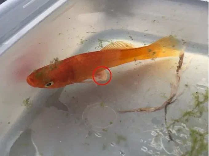 Vet Doctor Remove Tumour from Tiny 1 Gram Fish in UK Via Surgery