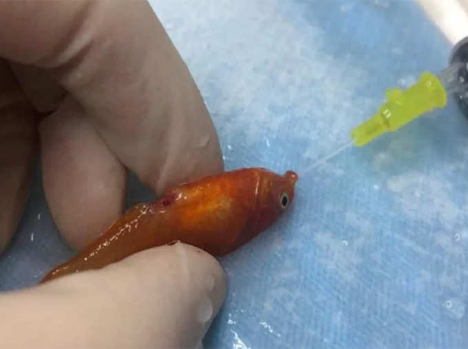 Vet Doctor Remove Tumour from Tiny 1 Gram Fish in UK Via Surgery