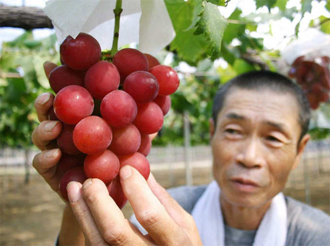 Story of The World’s Most Expensive Grape Variety Ruby Roman