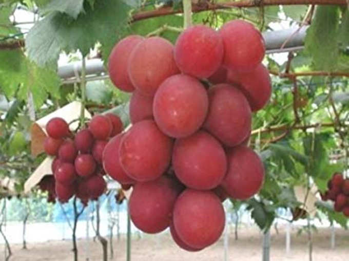 Story of The World’s Most Expensive Grape Variety Ruby Roman