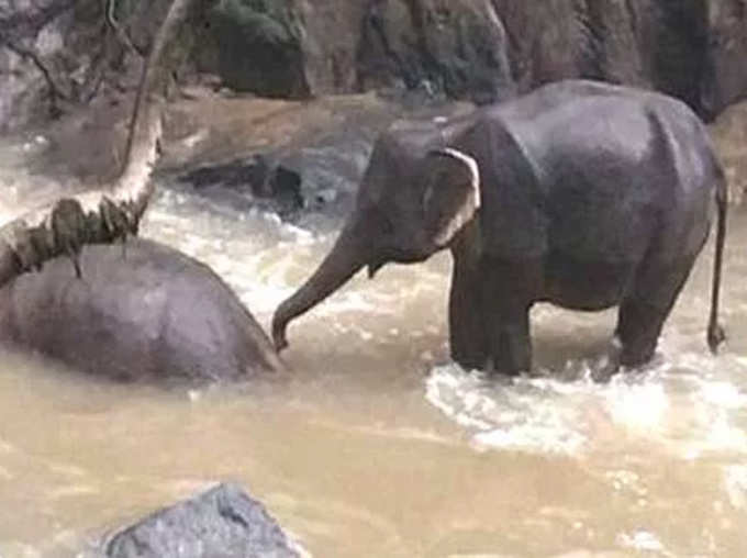 Six Elephants Dies While Trying To Save Each Other at Hells Fall in Thailand