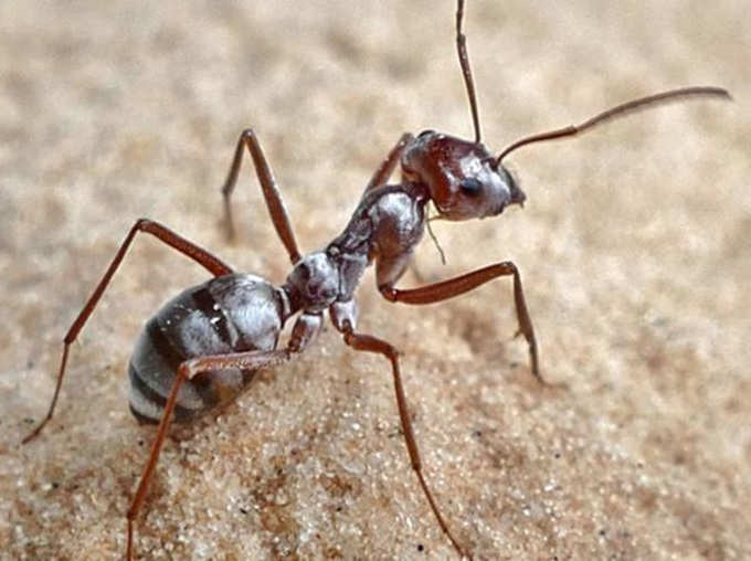 Silver Ant: This Sahara Ant is The Fastest That Moves At 108 Times its body length each second