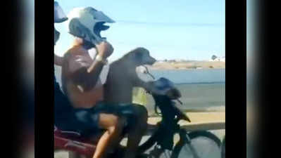 विडियो देखकर घूमा लोगों का सिर, क्या कुत्ता भी चला सकता है बाइक?