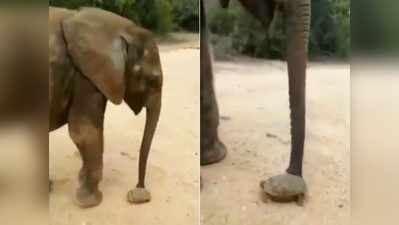 विडियो: कछुए को खतरे से दूर करके इस हाथी ने जीता लोगों का दिल