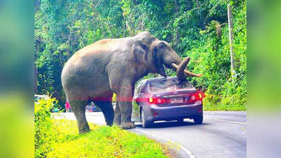 हाथी कार के ऊपर बैठने ही वाला था कि ड्राइवर का दिमाग चल गया