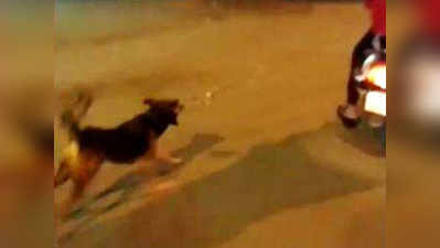 शर्मनाक! पुणे में कुत्ते को स्कूटी से बांधकर दौड़ाया, विडियो वायरल