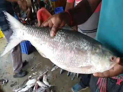 দিঘায় মৎস্যজীবীদের জালে বৃহদাকার ইলিশ, দাম কত উঠল? জানুন