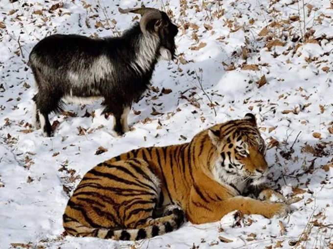 Russian Goat Timur Who Made Unlikely Friends With Tiger Amur Dies