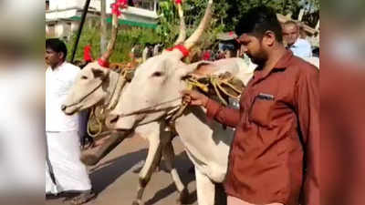 ഒടുവിൽ സഹികെട്ട് കൊയ്യംകാർ; ഇനി കാളവണ്ടിയുമായി നഗരത്തിലേക്ക്,  വീഡിയോ കാണാം