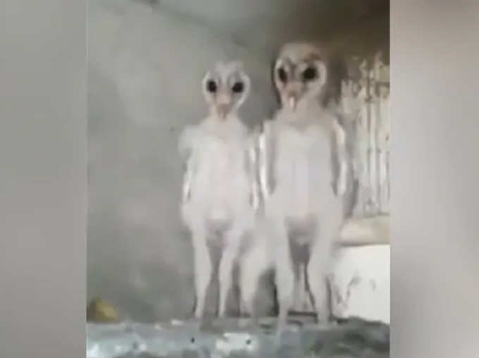 Viral Video of Aliens Turn Out To Be Baby Owls From Andhra Pradesh