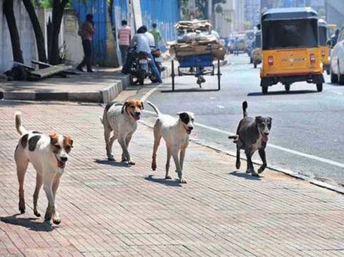 Uttarakhand Police Recruits Street Indaian Dog Breed As Part Of Dog Squad