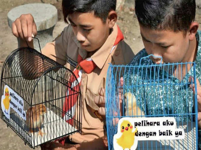 This Indonesian City Gives Chicks To Raise to Children So That They Put Off SmartPhones