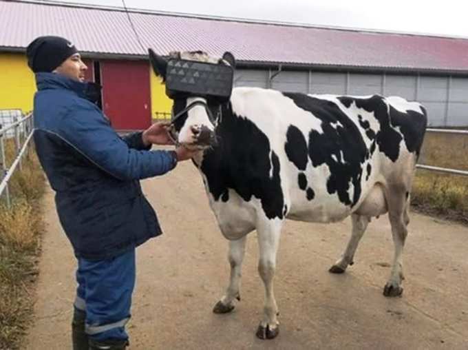 To Reduce Their Anxiety Russian Cows Are Wear VR Headsets Study Claims It Will Increase Milk Production