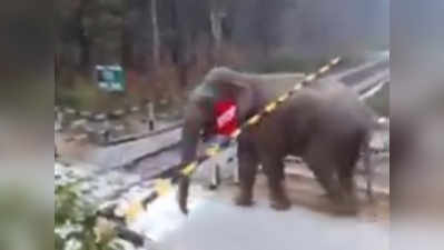 हाथी ने रेलवे ट्रैक पार करने के लिए जो किया, उसकी लोग तारीफ कर रहे हैं!