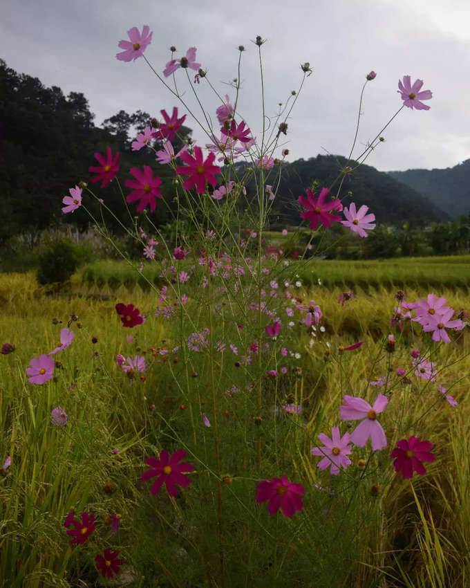 হবিট বাড়ির পড়শিরা