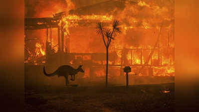 ऑस्ट्रेलिया के जंगल में लगी आग की इससे दर्दनाक तस्‍वीर कोई नहीं!