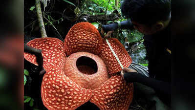 वैज्ञानिकों को मिला दुनिया का सबसे बड़ा फूल, इतना है साइज
