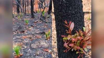 ऑस्ट्रेलिया में आग से तबाही की ये तस्वीरें देखकर कहोगे- धरती हमारी मां है