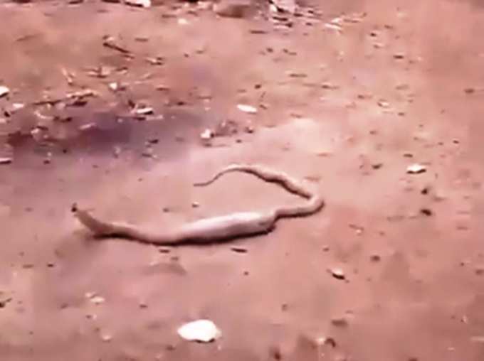Viral Video of Indian Cobra Who Swallowed Plastic Bottle When Will we be Aware