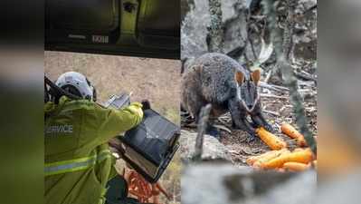 ऑस्ट्रेलिया की आग के बीच जानवरों को ऐसे दिया जा रहा है खाना