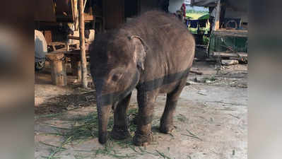 नन्हे हाथी को जंजीर से बांधा, किया पर्यटकों से पैसे मांगने को मजबूर