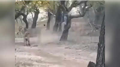 जब कुत्ते के सामने शेर बना चूहा, देखिए ये Viral Video