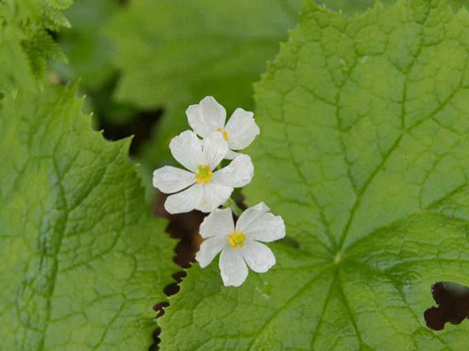 The Skeleton Flower – The White Flower That Becomes Crystal Clear When It Rains