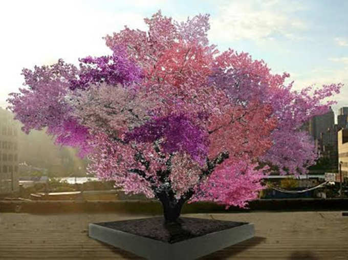 Tree of 40: One Single Tree That Produces 40 Varieties of Fruits