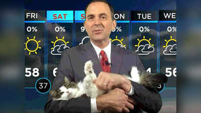 वर्क फ्रॉम होम: टीवी एंकर ने बिल्ली के साथ बताया मौसम का हाल