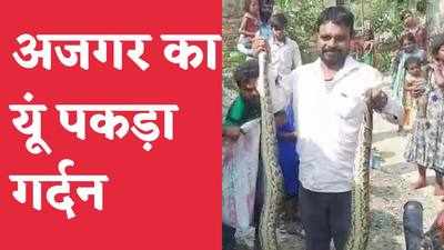 Araria News : अजगर को ऐसे पकड़ा जैसे मछली, आठ फीट लंबा सांप धान की खेत में फरमा रहा था आराम