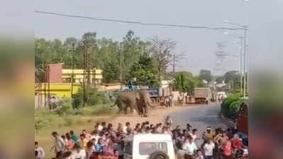 लॉकडाउन: रायपुर की सड़कों पर दिखे हाथी, लोगों को दौड़ाया