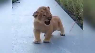 वीडियो: इस नन्हे शेर की दहाड़ पर फिदा हो गया इंटरनेट!