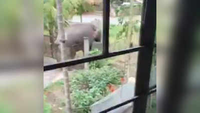 लॉकडाउन: घर में घुसा हाथी, छोटे दरवाजे से ऐसे निकला बाहर